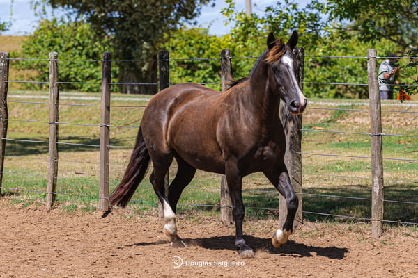 Lote KERENDONA DE LA COLINA