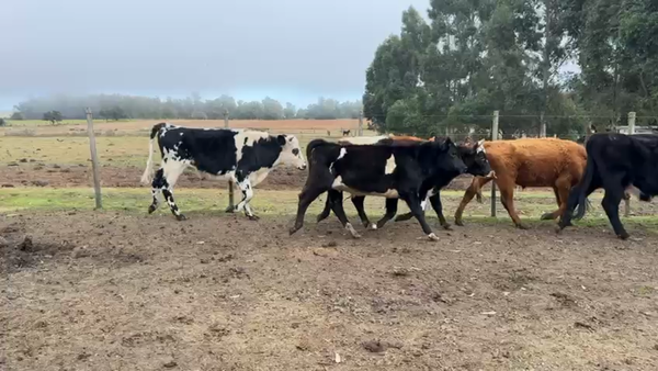 Lote NOVILLOS 1 a 2 AÑOS