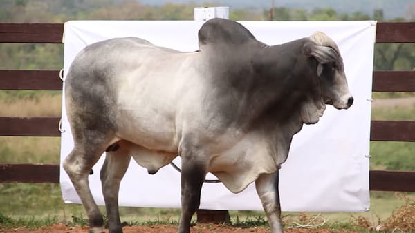 Lote LOTE 69