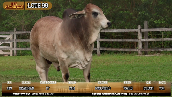 Lote LOTE 99