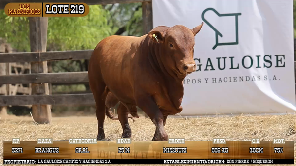 Lote LOTE 219 - VIVO