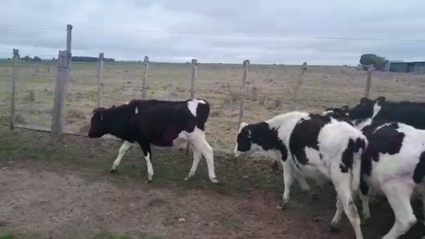 Lote 9 Terneras HOLANDO 140kg - , San José