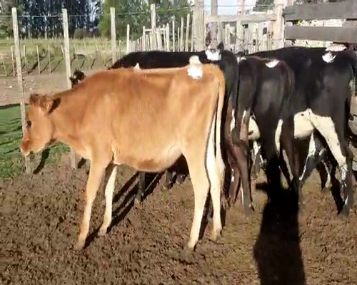 Lote 6 Vaquillonas  KIWI 320kg - , San José