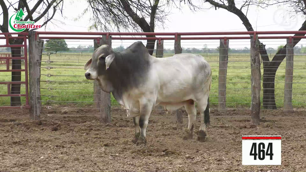 Lote Brahman