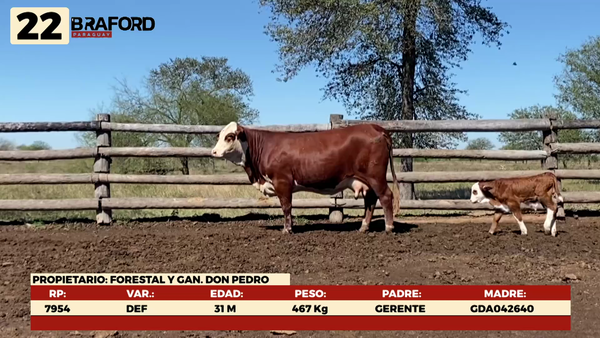 Lote LOTE 22 HEMBRAS DE CAMPO