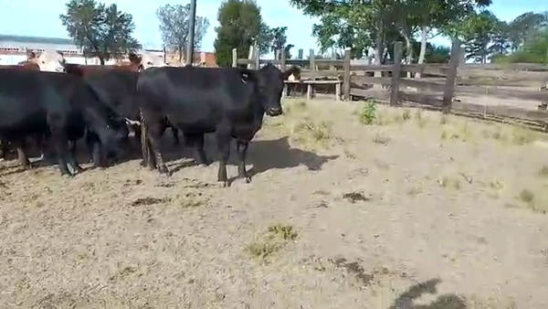 Lote 11 Vaquillonas  Angus y Cruzas en Libertad