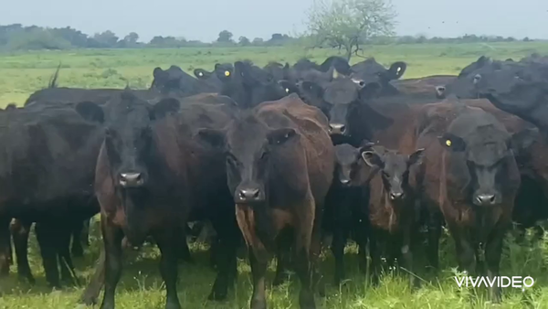 Lote 44 Vaquillonas C/ cria en Brandsen, Buenos Aires