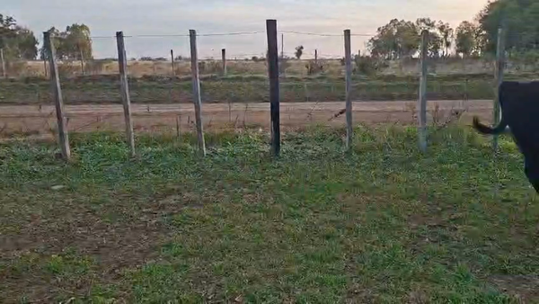 Lote TERNEROS