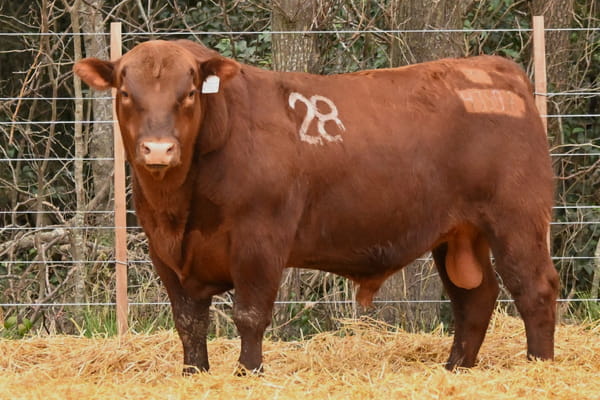 43507 — TOROS ANGUS PC