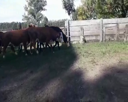Lote 24 Vacas de invernar en Concordia, Entre Ríos