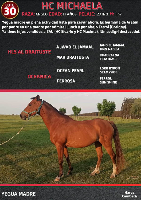 Lote HC MICHAELA