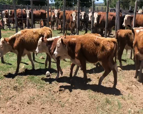 Lote 64 Terneros en Cerro Largo, Cerro Largo