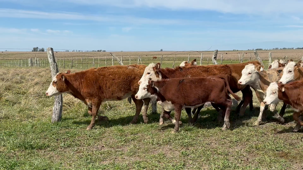 Lote 40 Terneros/as