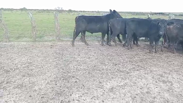 Lote 185 Novillos en Corrientes, Curuzú-Cuatiá