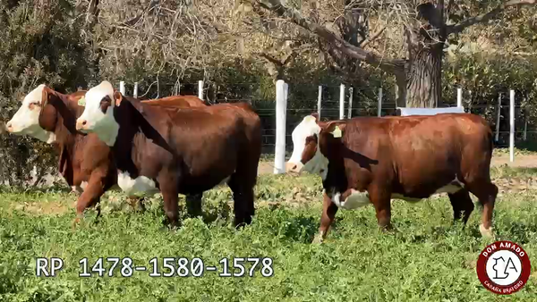 Lote Hembras Don Amado
