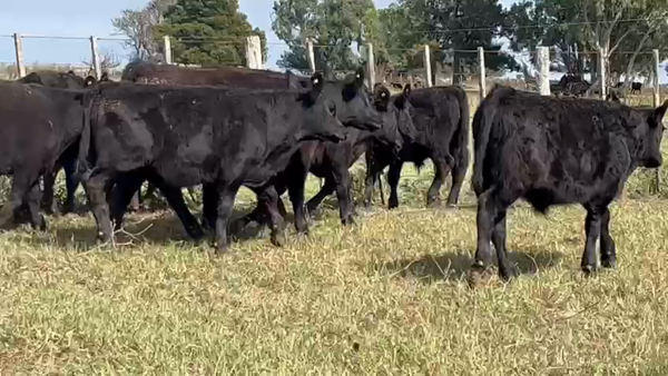 Lote 72 Terneros en Dolores, Buenos Aires