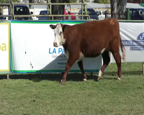 Lote Vaquillona Polled Hereford PR Preñada - B585 - Cabaña Peuma Yen
