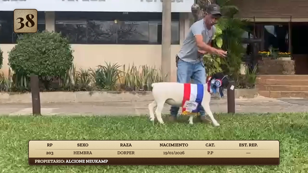 Lote LOTE 38