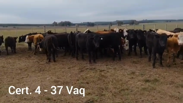 Lote VAQUILLONAS