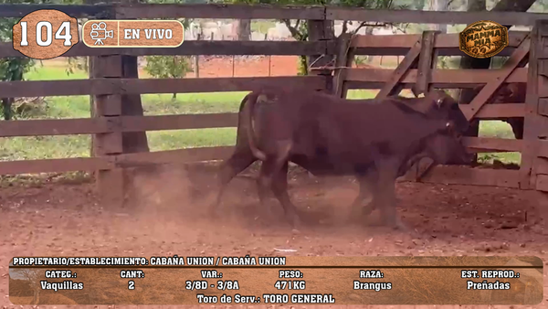 Lote LOTE 104 -EN VIVO