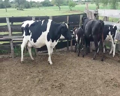 Lote (Vendido)4 Piezas de cría HO en COLONIA ARRUE