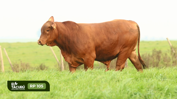 Lote (Vendido)Toros PI / PO / PC, Montevideo