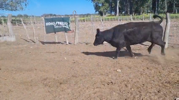 Lote 61 Vacas de invernar EN UNANUE ( LPPA )