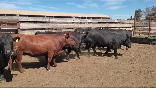 Lote 20 Vaquilla Gorda en Los Ángeles, VIII Región Biobío