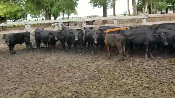 Lote 75 Terneros en Villaguay - Entre Rios