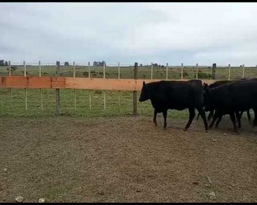 Lote EST. “TRES MOLINOS”de Gonzalez Pino SRL VAQUILLAS GENERALES PREÑADAS NEGRAS