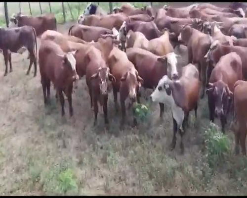 Lote 150 Novillos en Gral. San Martín, Chaco