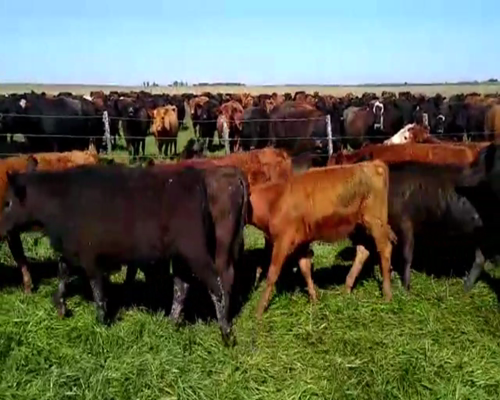 Lote 125 TERNS. MACHOS Y HEMBRAS, EN CNEL. VIDAL, PCIA. DE BS. AS.