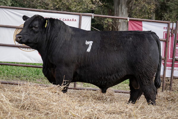 Lote TOROS ANGUS NEGROS  PC