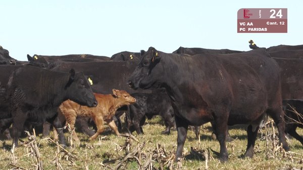 Lote VACAS ANGUS NEGRAS MAS PREÑADAS Y PARIENDO
