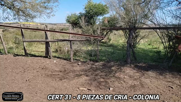 Lote 8 Piezas de cría en Colonia
