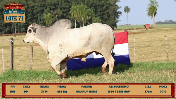 Lote LOTE 71
