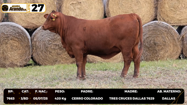 Lote LOTE 27