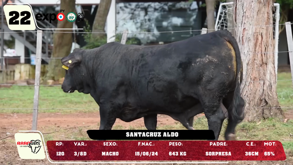 Lote LOTE 22