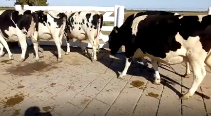 Lote 5 Vaquillonas en Morteros, Córdoba