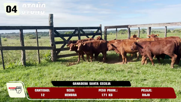 Lote LOTE 4