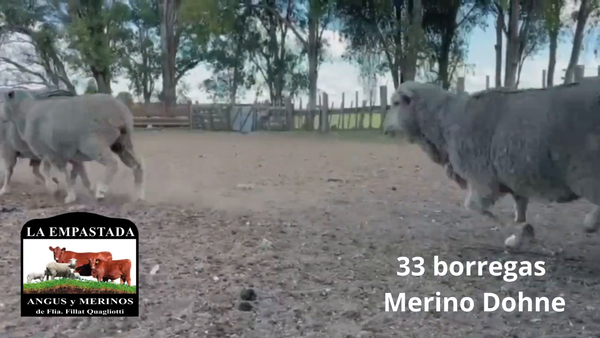 Lote 33 Borregas Dohne Merino
