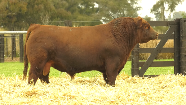 Lote TOROS A. ANGUS PURO PEDIGREE