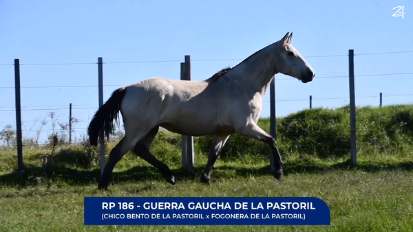 Lote Guerra Gaucha de La Pastoril