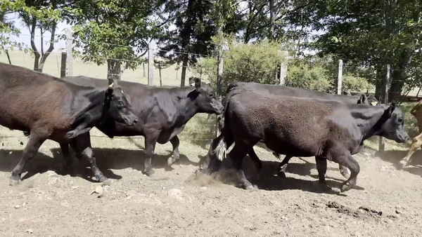  NOVILLOS 2 A 3 AÑOS