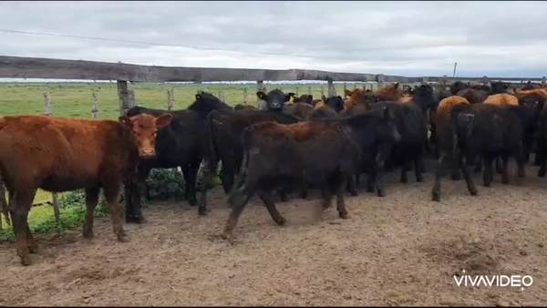 Lote 60 Terneras en Dolores, Buenos Aires