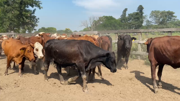 Lote 38 Vacas de invernar en Pto. Eva Perón, Chaco