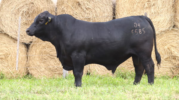 Lote LOTE 36