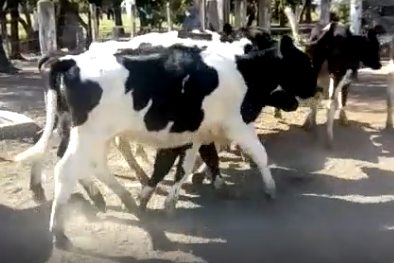 Lote 10 Terneras en Rafaela, Santa Fe