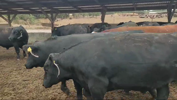 Lote 40 Novillo Gordo en Los Ángeles, VIII Región Biobío