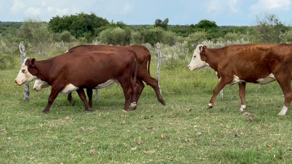 Lote 35 Vacas p/ invernar en Corrientes, Mercedes